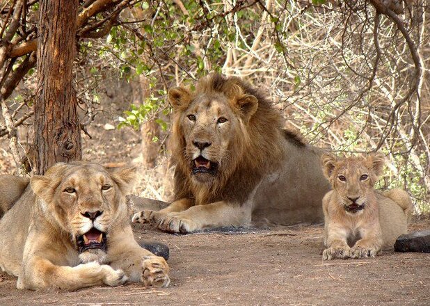 Asiatic lion family photographed in Gir forest